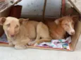 Lobo & Safira