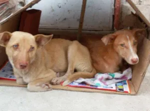 Cachorro raça Viralata idade  nome Lobo & Safira