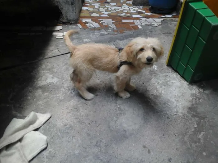 Cachorro ra a  idade 7 a 11 meses nome Paçoca 