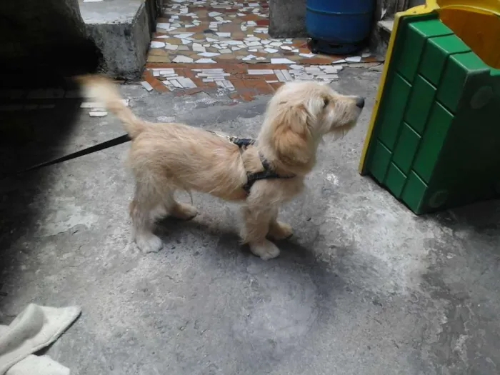 Cachorro ra a  idade 7 a 11 meses nome Paçoca 