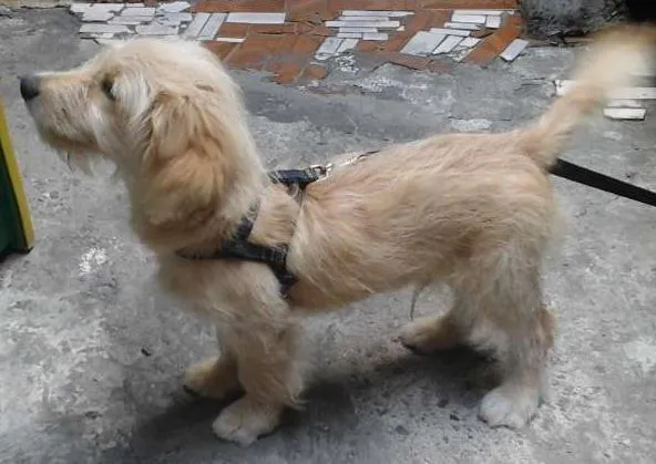 Cachorro ra a  idade 7 a 11 meses nome Paçoca 