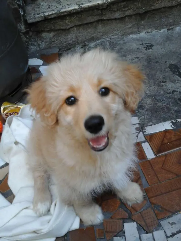 Cachorro ra a  idade 7 a 11 meses nome Paçoca 