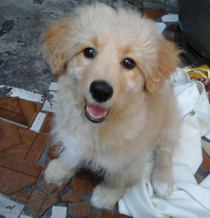 Cachorro ra a  idade 7 a 11 meses nome Paçoca 