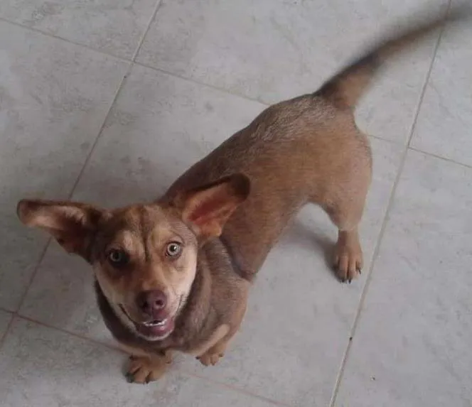 Cachorro ra a  idade 7 a 11 meses nome Valente