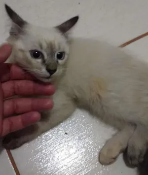 Gato raça  idade Abaixo de 2 meses nome Sem nome 