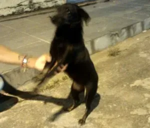 Cachorro raça Viralatinha charmosa idade 2 anos nome Nikita