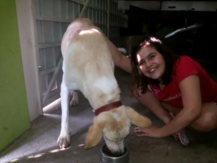 Cachorro ra a Vira Lata idade 2 anos nome Lindinha