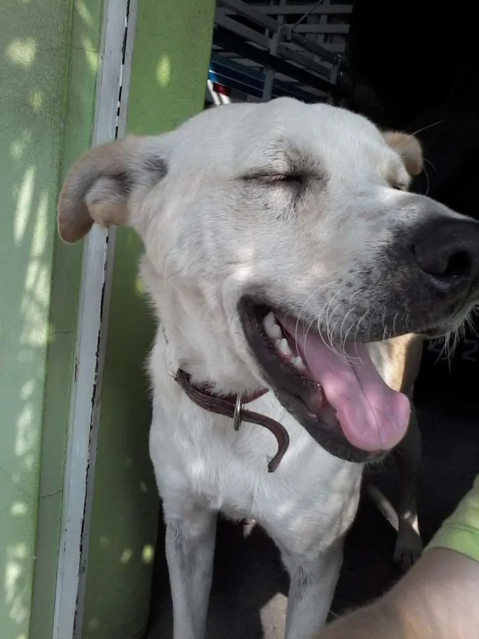 Cachorro ra a Vira Lata idade 2 anos nome Lindinha