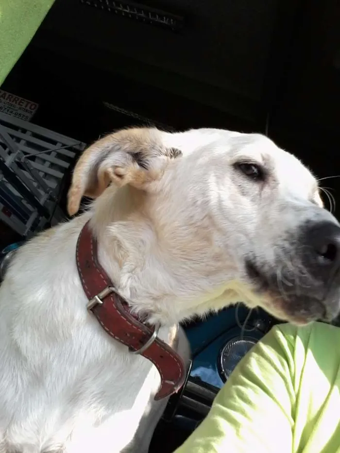Cachorro ra a Vira Lata idade 2 anos nome Lindinha