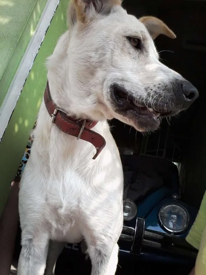 Cachorro ra a Vira Lata idade 2 anos nome Lindinha