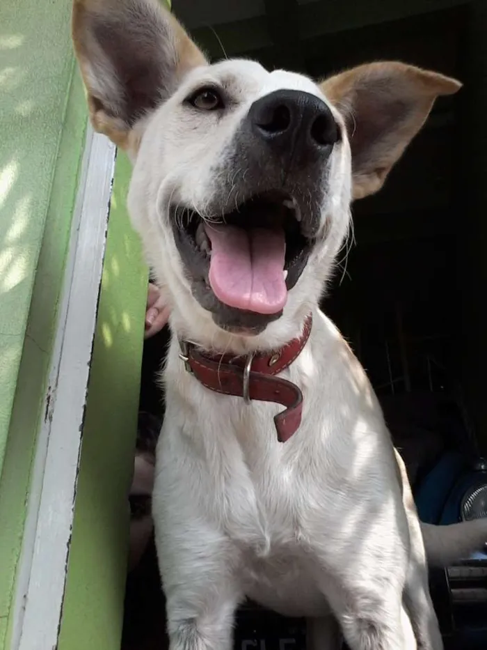 Cachorro ra a Vira Lata idade 2 anos nome Lindinha