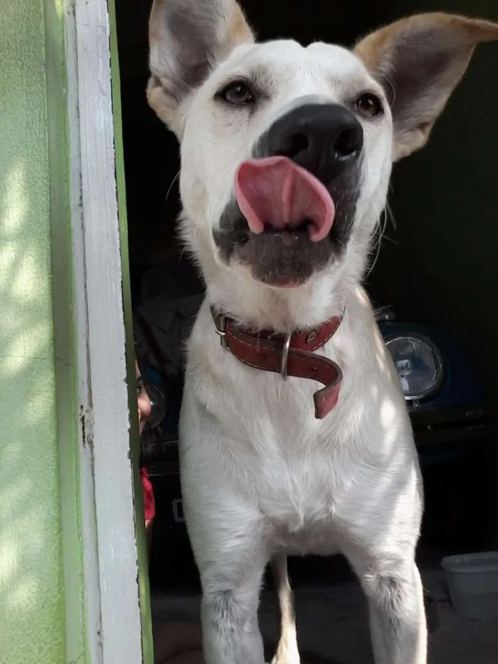Cachorro ra a Vira Lata idade 2 anos nome Lindinha