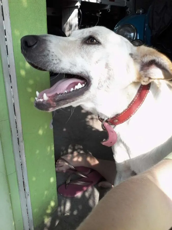 Cachorro ra a Vira Lata idade 2 anos nome Lindinha