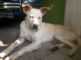 Lindinha