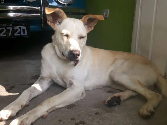 Cachorro ra a Vira Lata idade 2 anos nome Lindinha