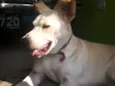 Lindinha