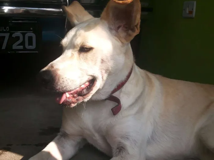 Cachorro ra a Vira Lata idade 2 anos nome Lindinha