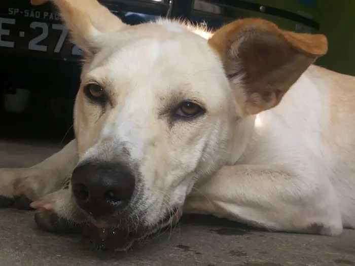 Cachorro ra a Vira Lata idade 2 anos nome Lindinha