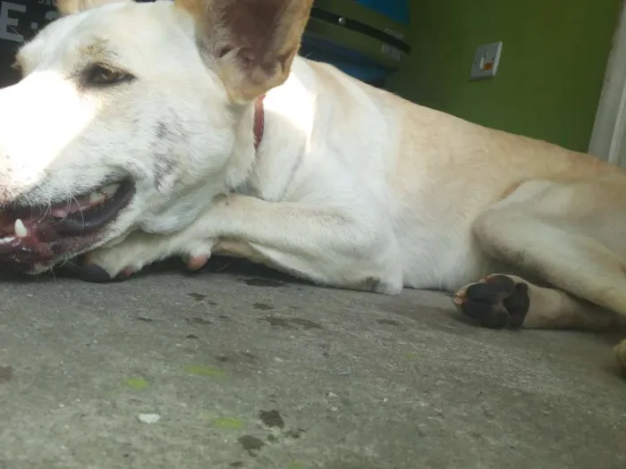 Cachorro ra a Vira Lata idade 2 anos nome Lindinha