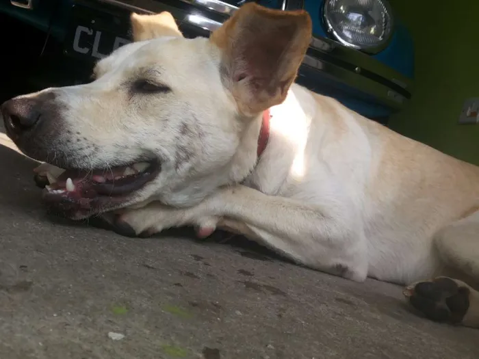 Cachorro ra a Vira Lata idade 2 anos nome Lindinha