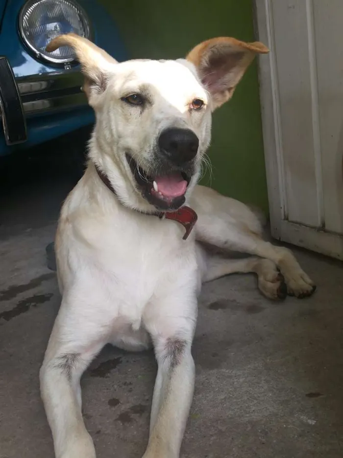 Cachorro ra a Vira Lata idade 2 anos nome Lindinha