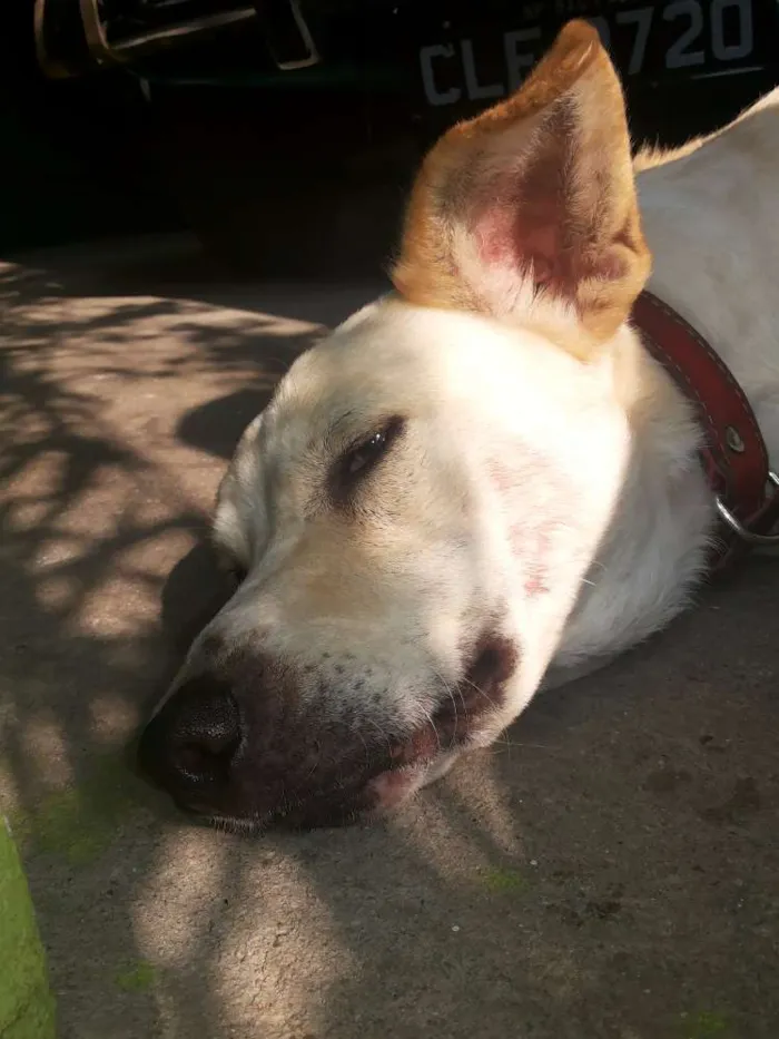 Cachorro ra a Vira Lata idade 2 anos nome Lindinha