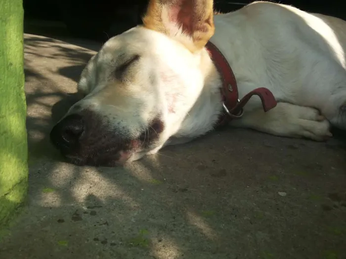 Cachorro ra a Vira Lata idade 2 anos nome Lindinha