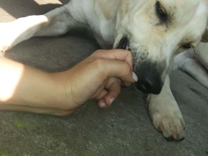 Cachorro ra a Vira Lata idade 2 anos nome Lindinha
