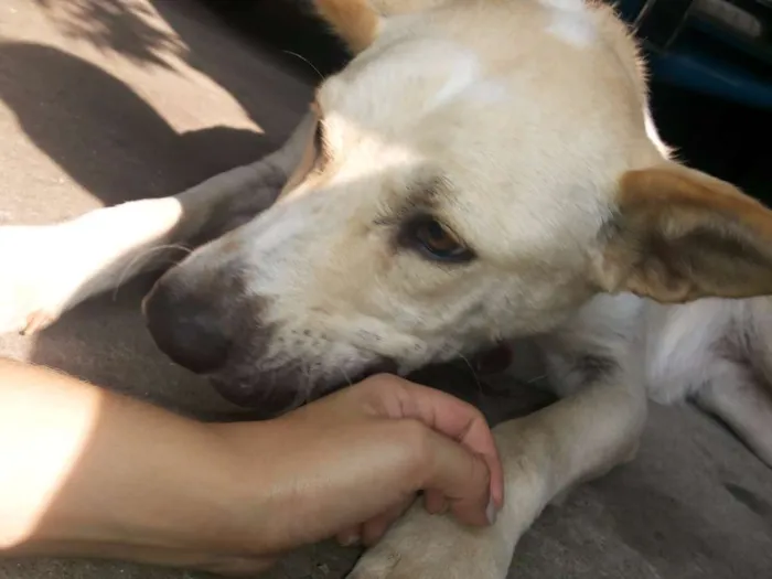 Cachorro ra a Vira Lata idade 2 anos nome Lindinha