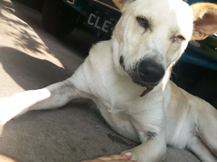 Cachorro ra a Vira Lata idade 2 anos nome Lindinha