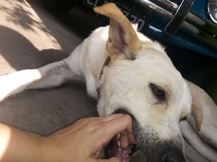 Cachorro ra a Vira Lata idade 2 anos nome Lindinha