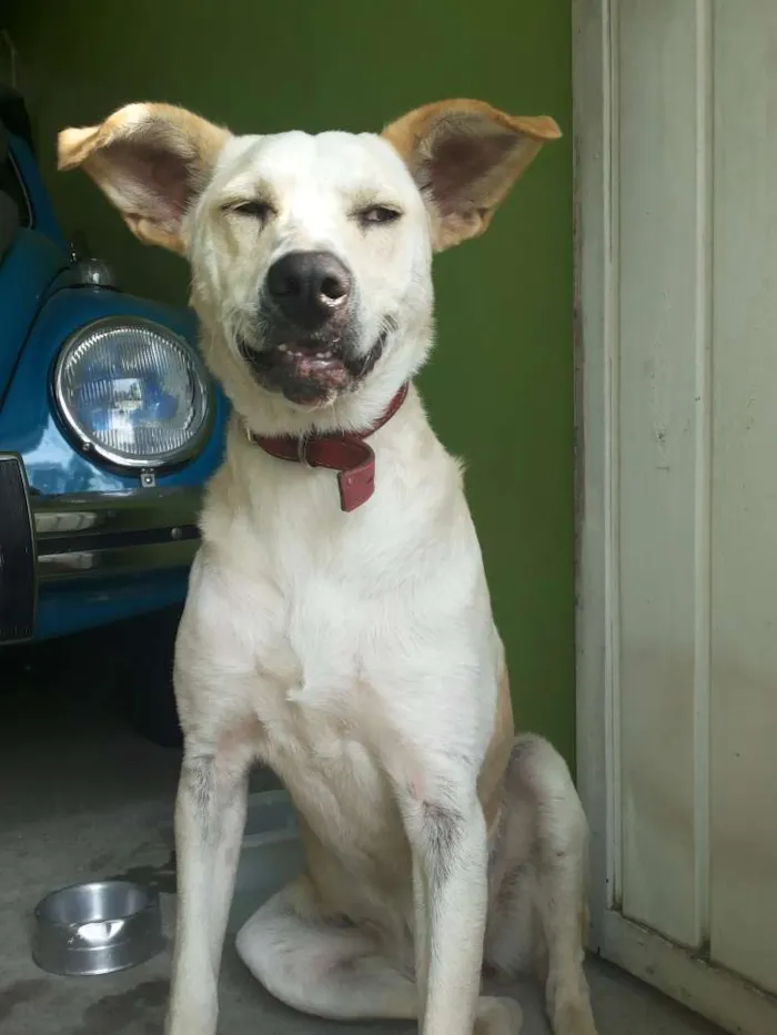 Cachorro ra a Vira Lata idade 2 anos nome Lindinha