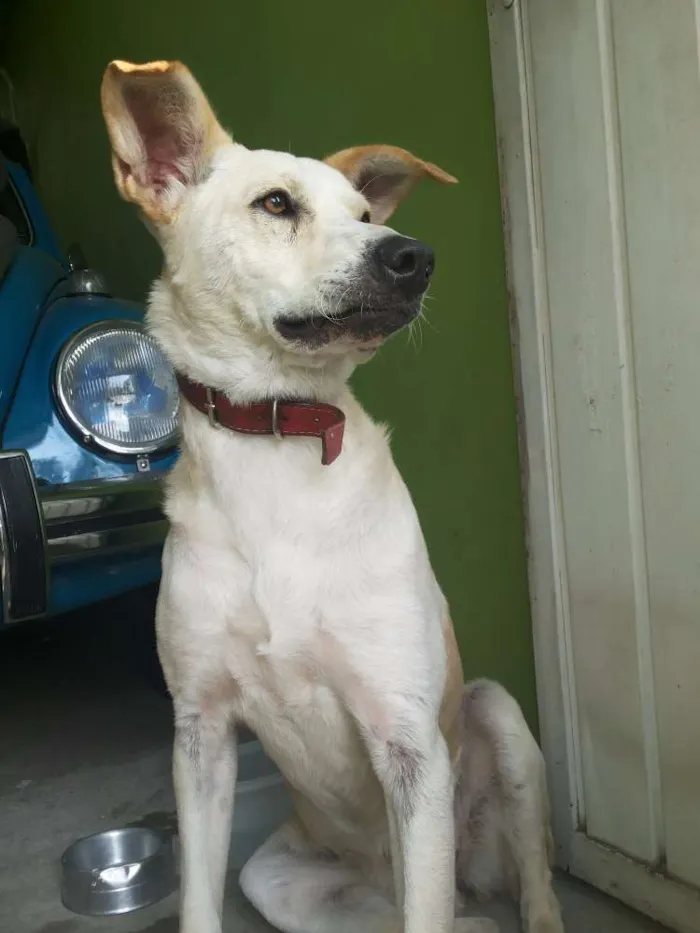 Cachorro ra a Vira Lata idade 2 anos nome Lindinha