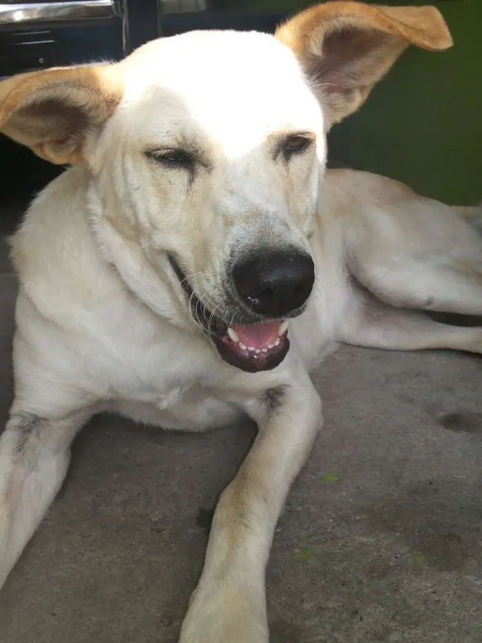 Cachorro ra a Vira Lata idade 2 anos nome Lindinha