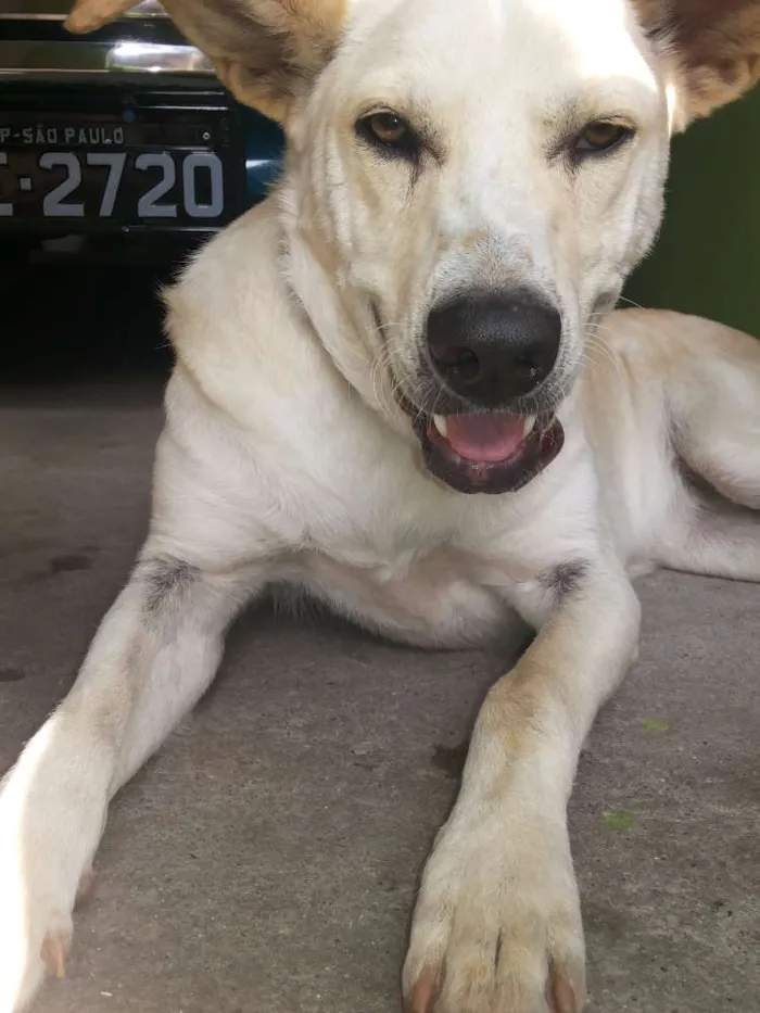 Cachorro ra a Vira Lata idade 2 anos nome Lindinha