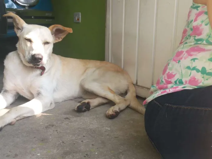 Cachorro ra a Vira Lata idade 2 anos nome Lindinha