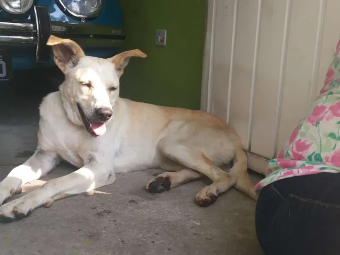 Cachorro ra a Vira Lata idade 2 anos nome Lindinha