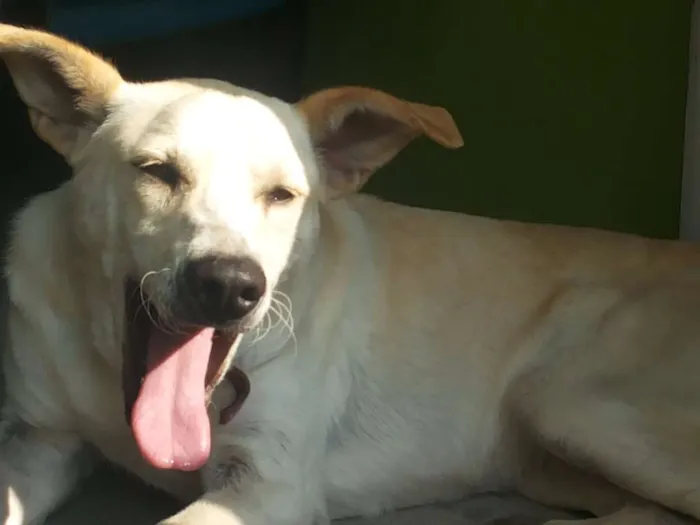 Cachorro ra a Vira Lata idade 2 anos nome Lindinha