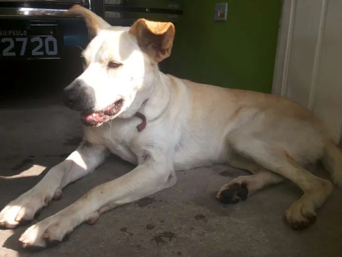 Cachorro ra a Vira Lata idade 2 anos nome Lindinha