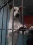 Lindinha