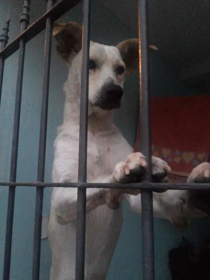 Cachorro ra a Vira Lata idade 2 anos nome Lindinha