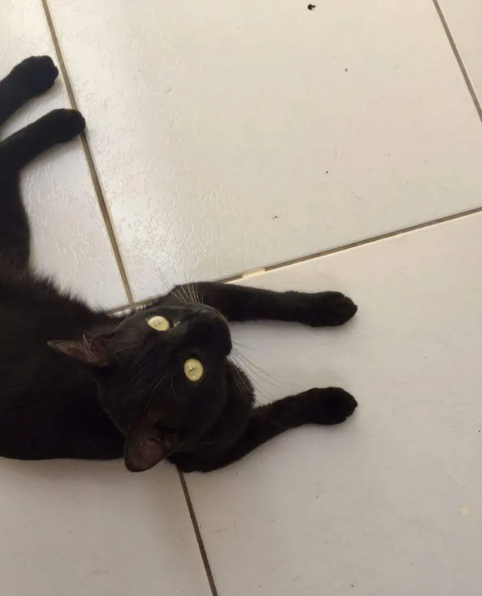 Gato raça Sem raça  idade 2 a 6 meses nome Sem nome