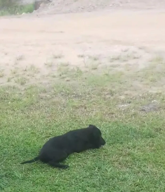 Cachorro ra a Vira lata idade 7 a 11 meses nome Tony