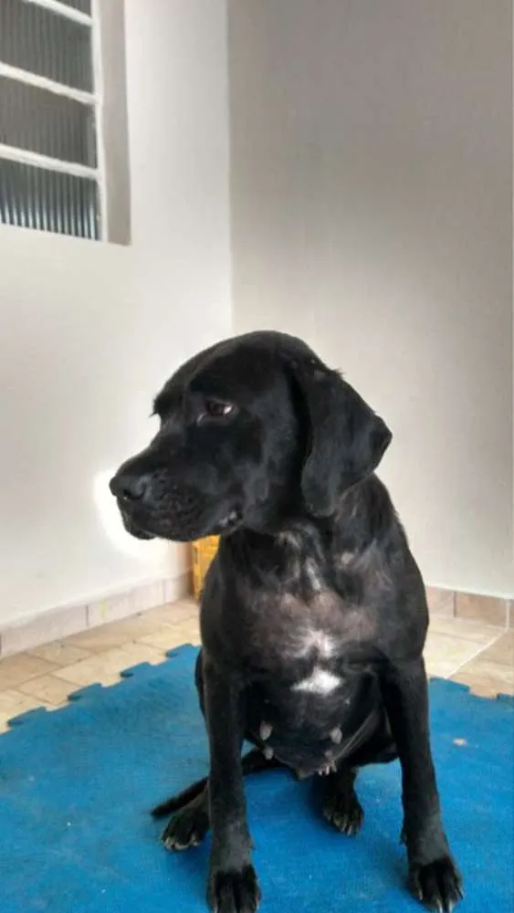 Cachorro ra a Mestiça Labrador idade 1 ano nome Nega