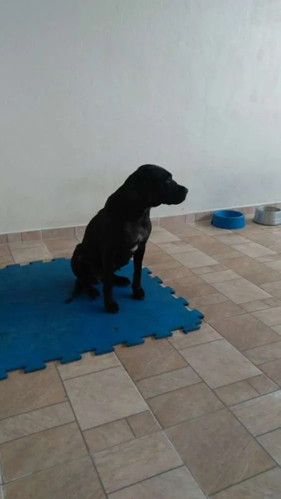 Cachorro ra a Mestiça Labrador idade 1 ano nome Nega