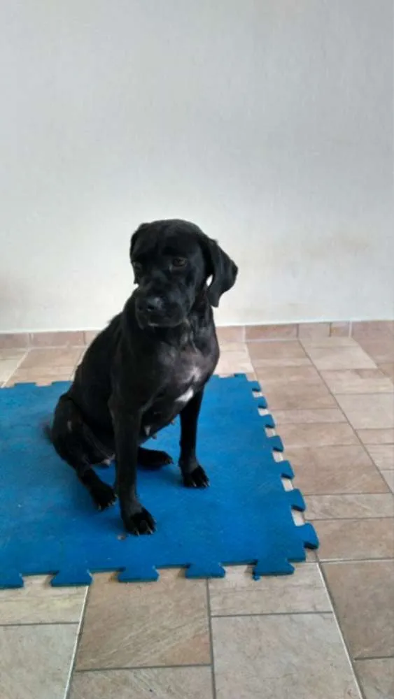 Cachorro ra a Mestiça Labrador idade 1 ano nome Nega