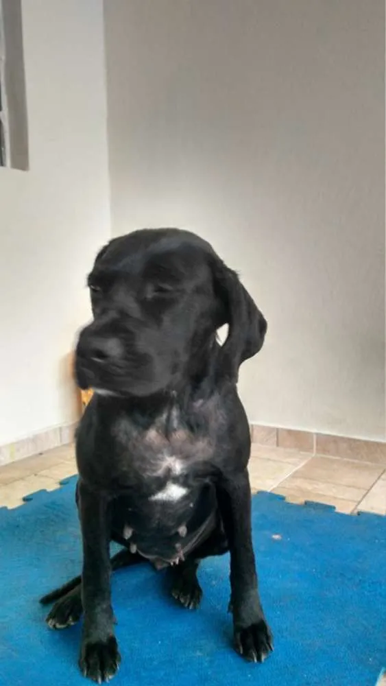 Cachorro ra a Mestiça Labrador idade 1 ano nome Nega