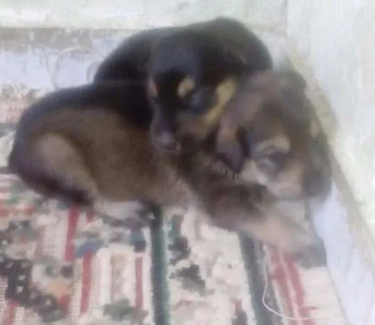 Cachorro ra a Indefinida idade Abaixo de 2 meses nome Filhotes de Ninfa