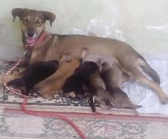 Cachorro ra a Indefinida idade Abaixo de 2 meses nome Filhotes de Ninfa