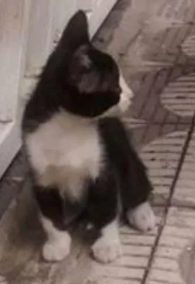 Gato ra a - idade Abaixo de 2 meses nome Sem nome